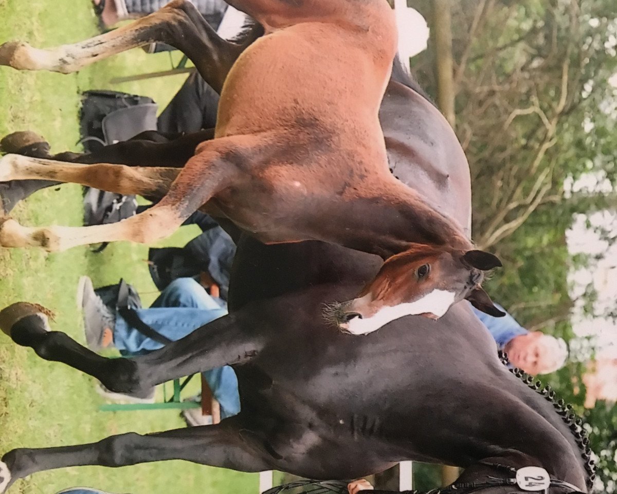 Zuchtstute Roxanne (Oldenburger, 2009, von Rosario 37)