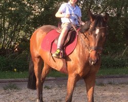 jumper Ninja 131 (German Riding Pony, 2012, from Nobel Nagano NRW)