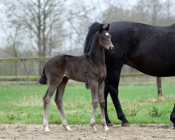 dressage horse Forando (Oldenburg, 2018, from Blue Hors Farrell)