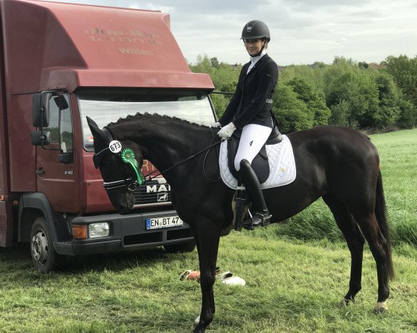 dressage horse Sequoia T (Westphalian, 2012, from Son of Cologne)