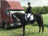 dressage horse Sequoia T (Westphalian, 2012, from Son of Cologne)