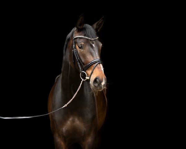 dressage horse Siena 73 (Westphalian, 2014, from Scolari)
