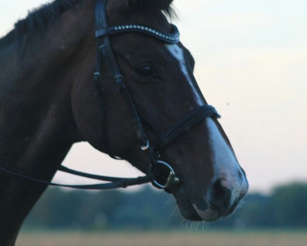 dressage horse Wenko (Hanoverian, 2006, from Wolkentanz I)