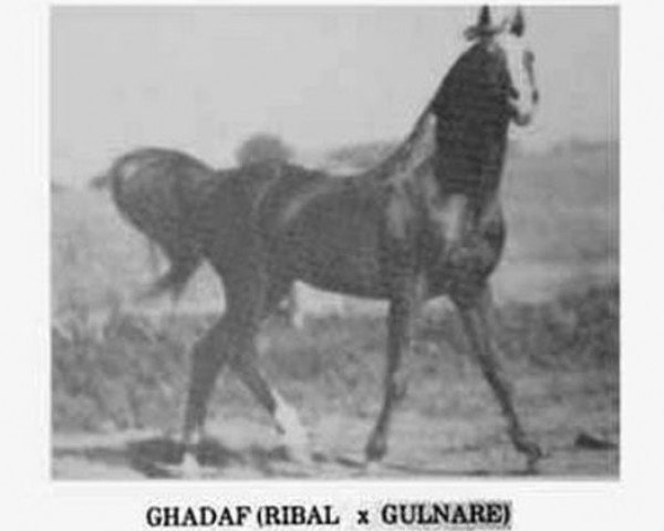 Deckhengst Ghadaf ox (Vollblutaraber, 1929, von Ribal 1920 ox)