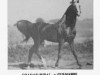stallion Ghadaf ox (Arabian thoroughbred, 1929, from Ribal 1920 ox)