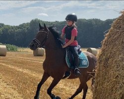 dressage horse Ronja 2384 (German Riding Pony, 2006, from Rodrigo)