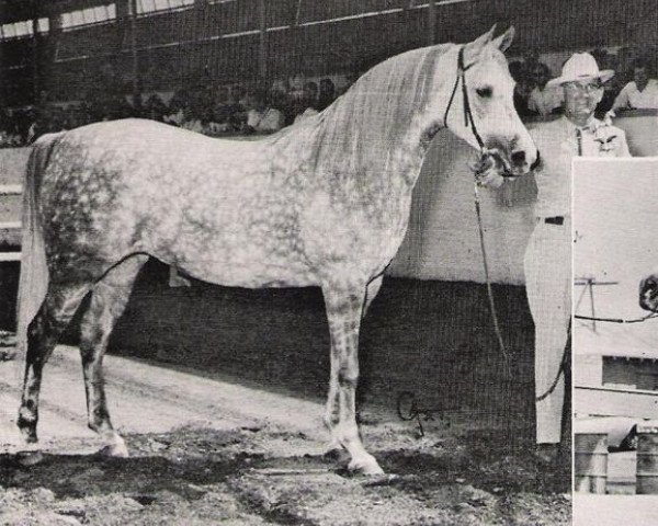 broodmare Sahara Queen ox (Arabian thoroughbred, 1960, from Ferseyn ox)