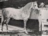 broodmare Sahara Queen ox (Arabian thoroughbred, 1960, from Ferseyn ox)