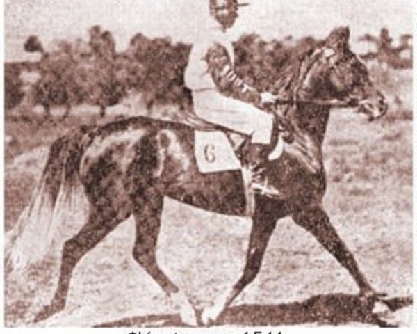 broodmare Kostrzewa ox (Arabian thoroughbred, 1929, from Koheilan VIII 1922 ox)