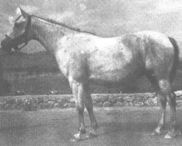 Zuchtstute Zewa ox (Vollblutaraber, 1939, von Kaszmir 1929 ox)