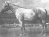 broodmare Zewa ox (Arabian thoroughbred, 1939, from Kaszmir 1929 ox)