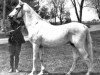 stallion Abbeian 1889 ox (Arabian thoroughbred, 1889)