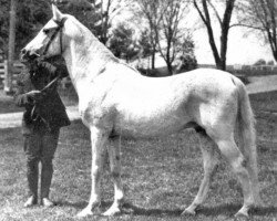 Deckhengst Abbeian 1889 ox (Vollblutaraber, 1889)
