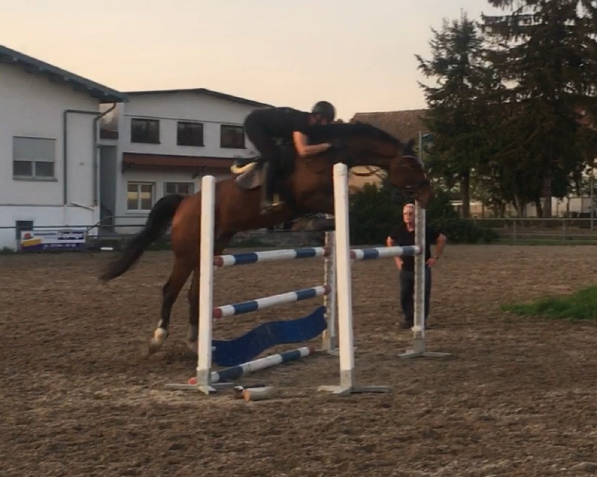 jumper Indiana D (KWPN (Royal Dutch Sporthorse), 2013, from Diarado)