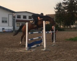 jumper Indiana D (KWPN (Royal Dutch Sporthorse), 2013, from Diarado)