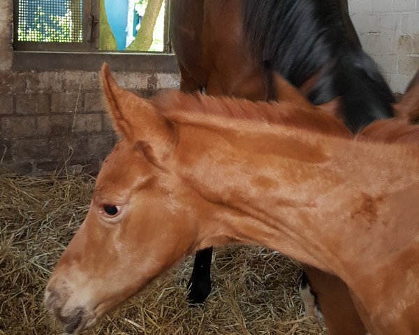broodmare Fohlen von Don Royal (Hanoverian, 2018, from Don Royal)