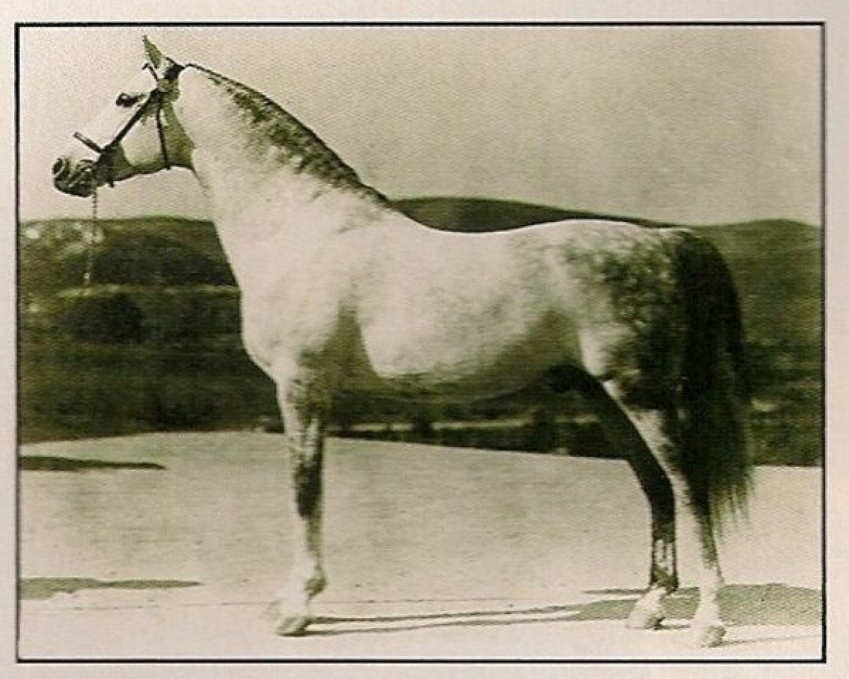 stallion Jadaan ox (Arabian purebred, 1916, from Abbeian 1889 ox)
