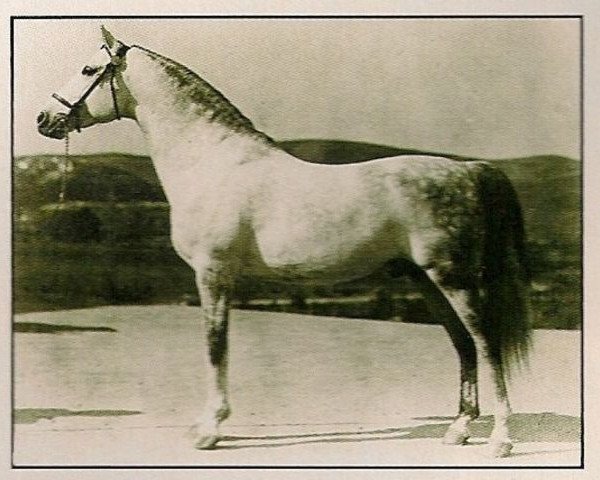 stallion Jadaan ox (Arabian thoroughbred, 1916, from Abbeian 1889 ox)