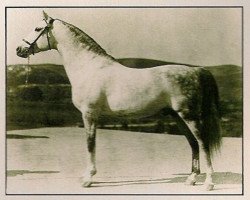 stallion Jadaan ox (Arabian thoroughbred, 1916, from Abbeian 1889 ox)