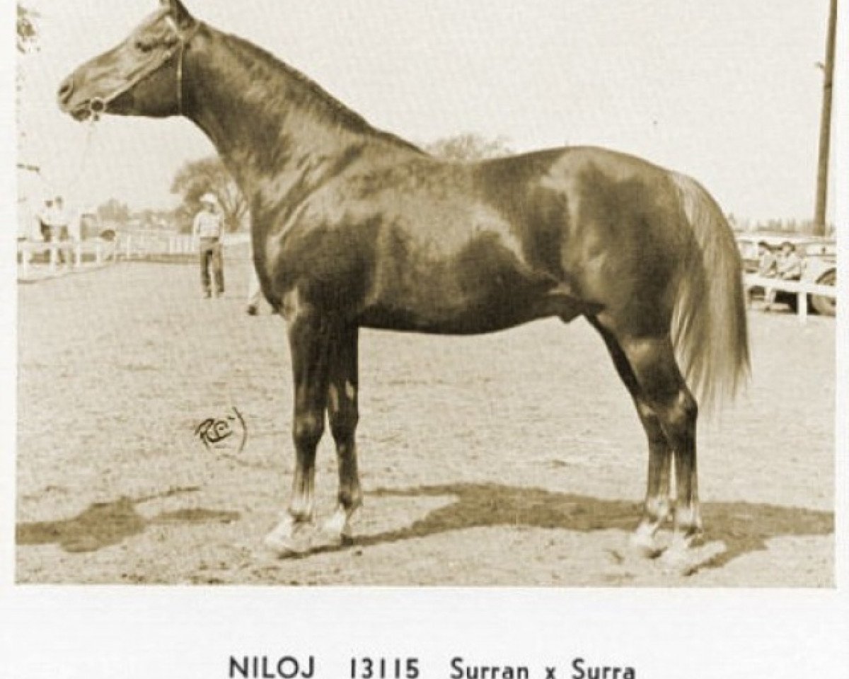 stallion Niloj ox (Arabian purebred, 1958, from Surran ox)