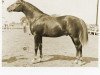 stallion Niloj ox (Arabian thoroughbred, 1958, from Surran ox)