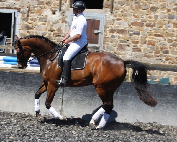 dressage horse LePetit (Rhinelander, 2011, from Laureus NRW)
