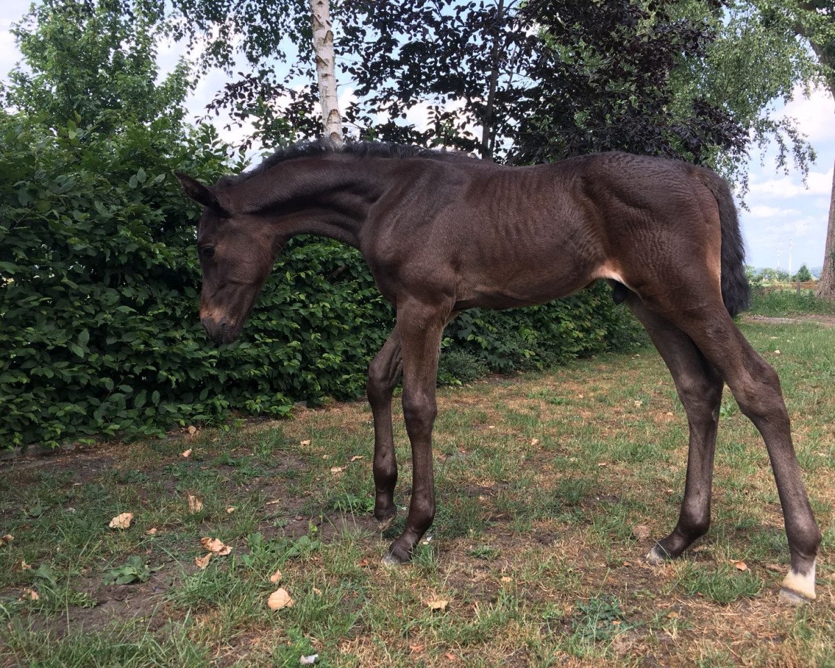 Pferd Littlemill GH (Hannoveraner, 2018, von Landstreicher)