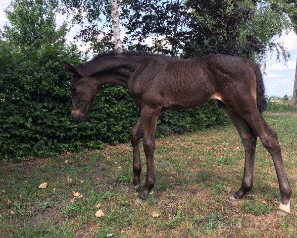 horse Littlemill GH (Hanoverian, 2018, from Landstreicher)