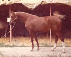 broodmare Meharilla ox (Arabian thoroughbred, 1974, from Jaguay 1968 ox)