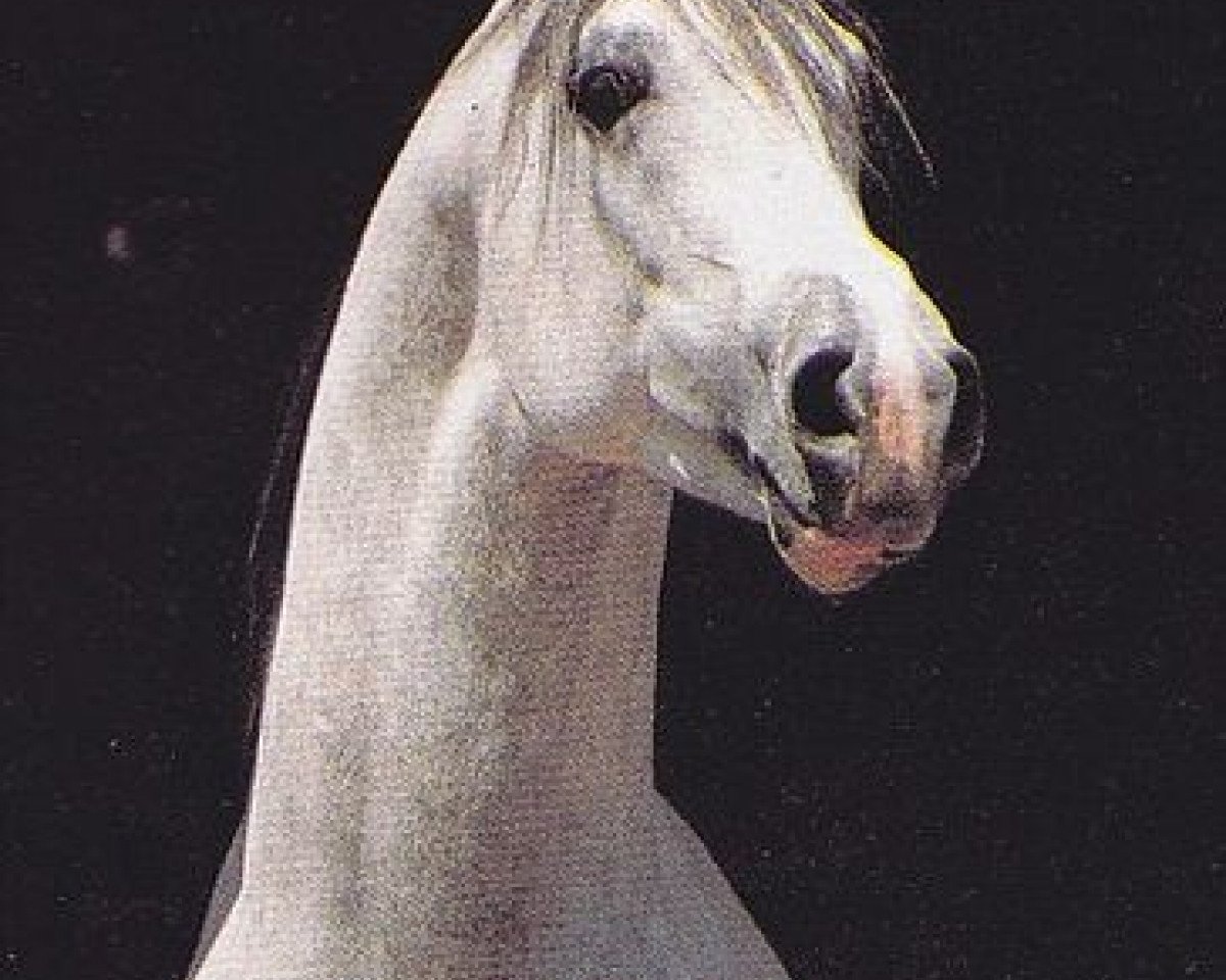 stallion Rastano ox (Arabian purebred, 1979, from Jaguay 1968 ox)