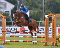 jumper Viebell (German Sport Horse, 2014, from Valeron)