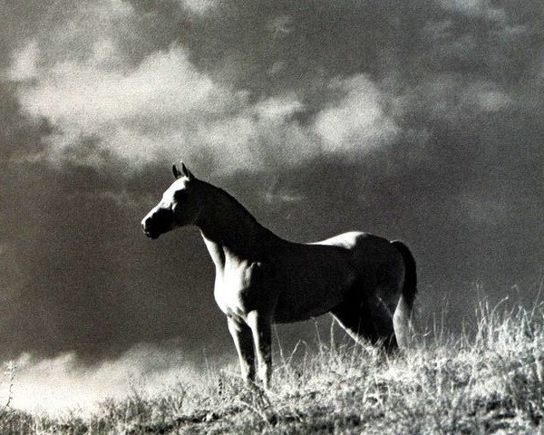 horse Nilo ox (Arabian thoroughbred, 1975, from Jaguay 1968 ox)