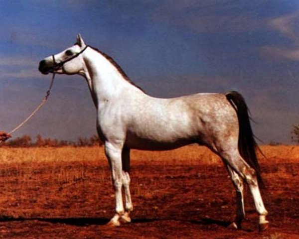 horse Quirino ox (Arabian thoroughbred, 1978, from Jaguay 1968 ox)