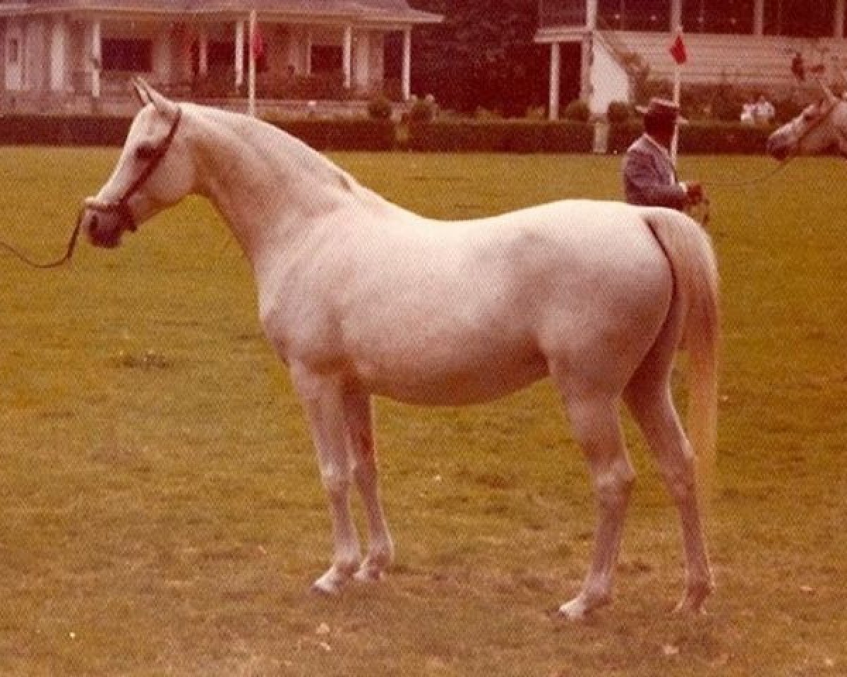 broodmare Arilla ox (Arabian purebred, 1961, from Malvito ox)