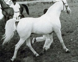 stallion Latino ox (Arabian thoroughbred, 1973, from Figuroso ox)