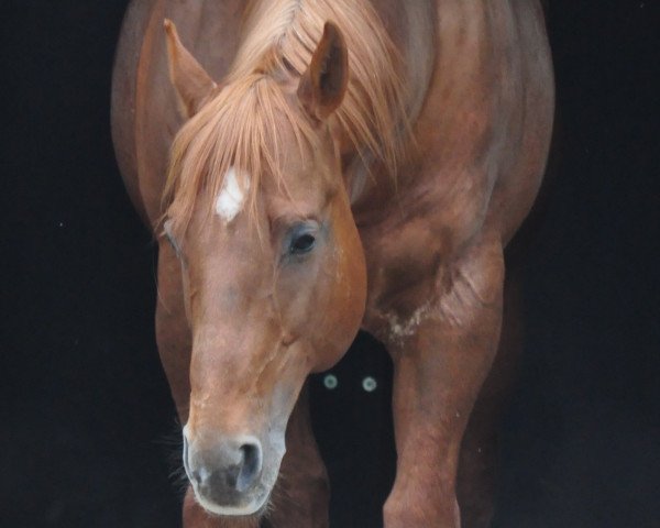 stallion FF PLAY MY CD (Quarter Horse, 1999, from CD Olena)