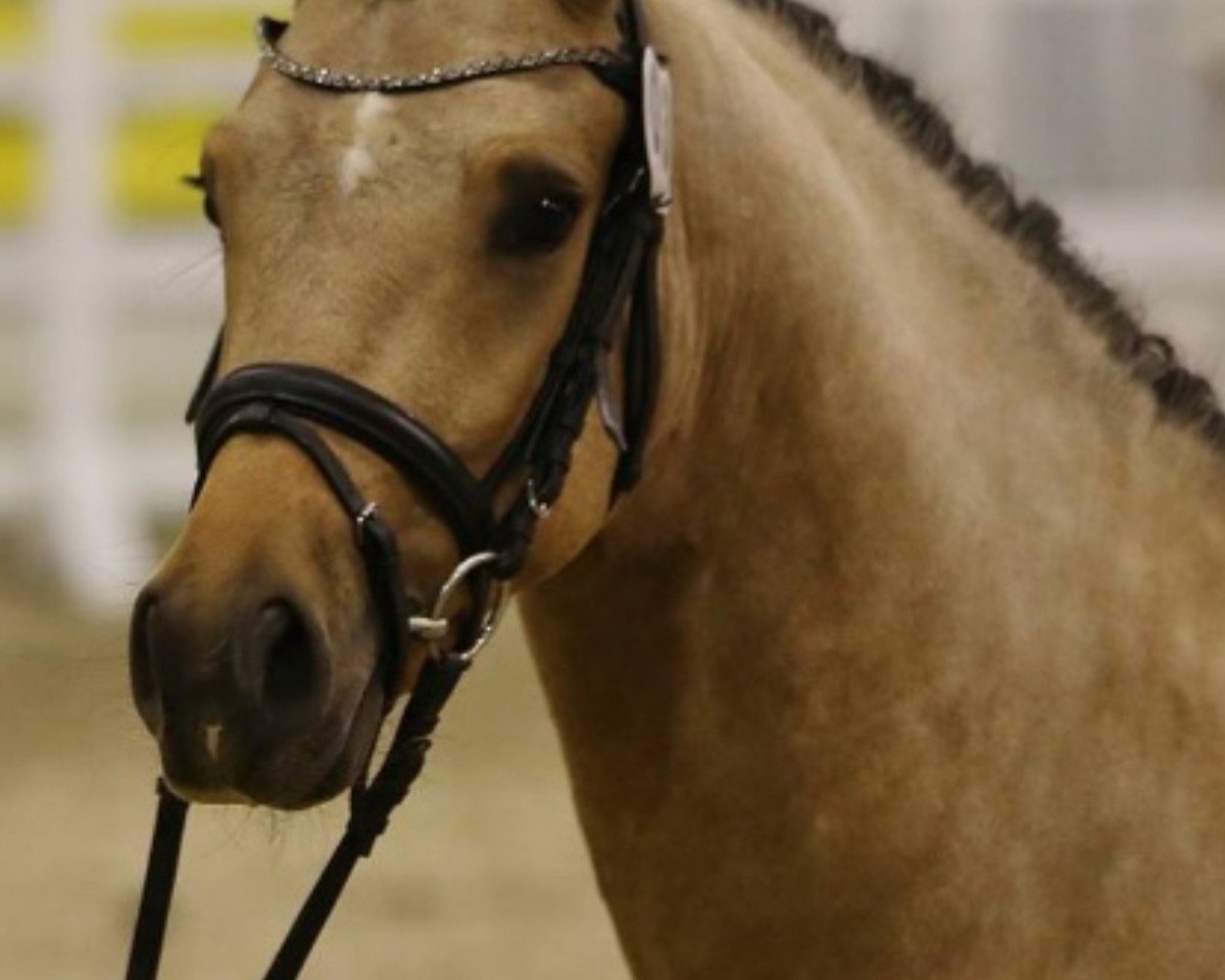 Deckhengst Nanchos Ivory (Deutsches Reitpony, 2014, von Heidbergs Nancho Nova)