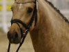 stallion Nanchos Ivory (German Riding Pony, 2014, from Heidbergs Nancho Nova)