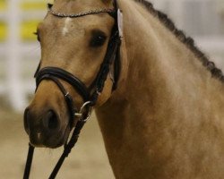 stallion Nanchos Ivory (German Riding Pony, 2014, from Heidbergs Nancho Nova)