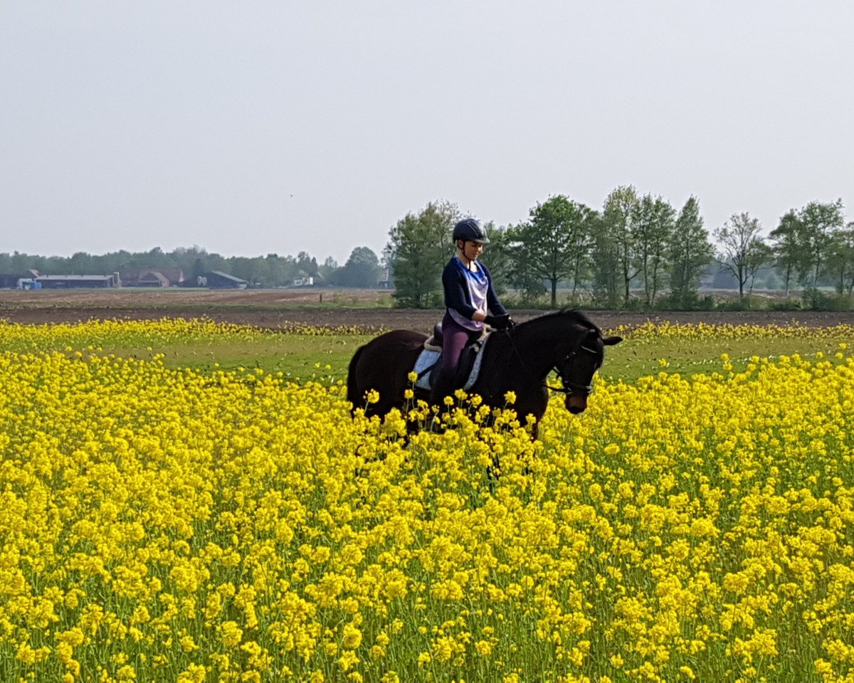 broodmare Nala (German Riding Pony, 1999, from Henry)