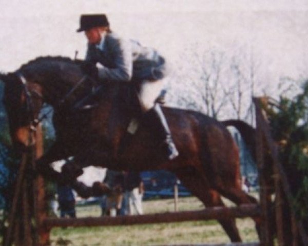 broodmare Royal Velvet II (British Sport Horse, 1989, from Armando)