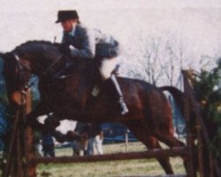 Zuchtstute Royal Velvet II (British Sport Horse, 1989, von Armando)