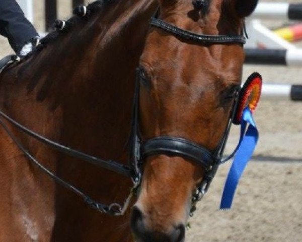 dressage horse Salino (Hanoverian, 2007, from Sir Donnerhall I)