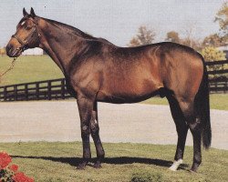 stallion Deputy Minister xx (Thoroughbred, 1979, from Vice Regent xx)