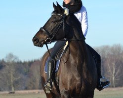 Dressurpferd Kenzel (Trakehner, 2005, von King Arthur TSF)