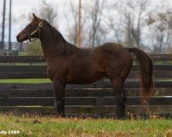 stallion Jazil xx (Thoroughbred, 2003, from Seeking the Gold xx)