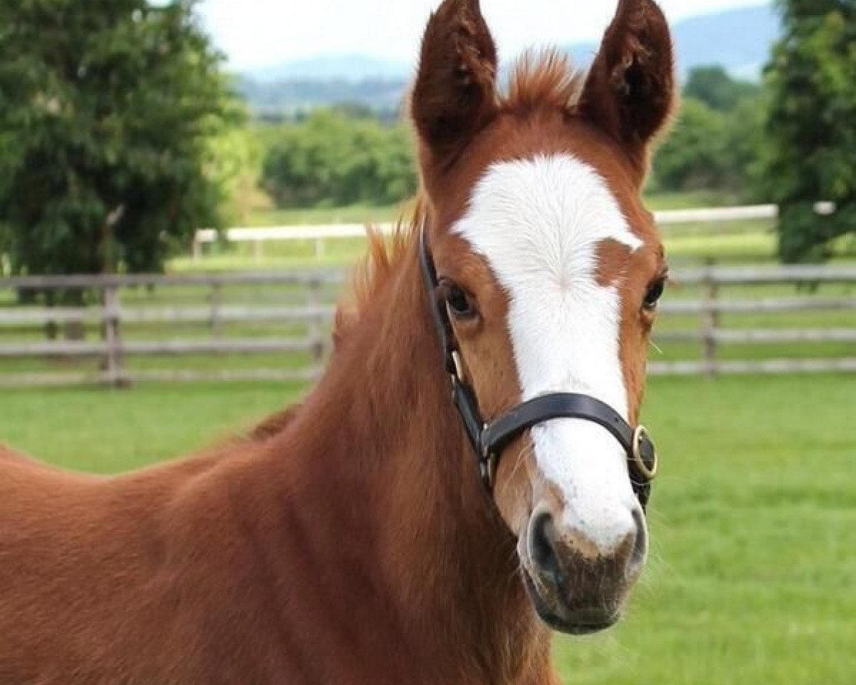 broodmare Rather Special xx (Thoroughbred, 2014, from Galileo xx)