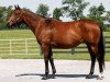 broodmare Better Than Honour xx (Thoroughbred, 1996, from Deputy Minister xx)