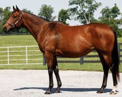 broodmare Better Than Honour xx (Thoroughbred, 1996, from Deputy Minister xx)