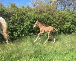 broodmare Fantastica Gold AS (Mecklenburg,  , from Fehrbellin)